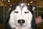 Orschlurchs Picdump 119