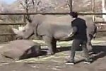 Ein Nashorn reiten Ein Nashorn reiten