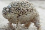 Frosch schreit wie ein Quietscheentchen Frosch schreit wie ein Quietscheentchen