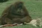Orangutan und Katze