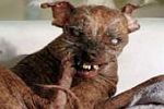 Der hässlichste Hund der Welt ist tot