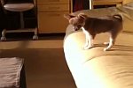 Welpe versucht vom Sofa zu springen
