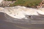Gänse surfen im reißenden Fluss