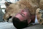 Kuscheln mit einem Löwen