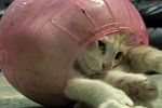 Katze in einer Hamsterkugel