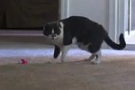 Schreckhafte Katze spielt mit einer Stoffmaus