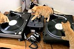 DJ-Katzen