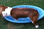 Hund trägt seinen Pool ins Haus