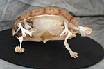 Skelett einer Schildkröte