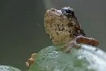 Frosch rettet sein Leben