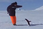 Pinguin-Attacke