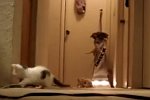 Kleine Katzen spielen mit einem Staubsauger