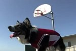 Hund spielt Basketball