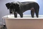 Hund steckt in der Badewanne