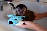 Affen-Baby wird gewaschen