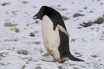 Diebische Pinguine