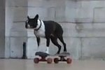 Skateboarding Dogs