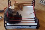 Cat-Wrestling