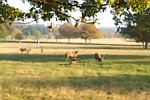 Rehe auf einer Wiese