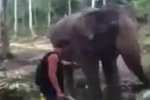 Elefant schlägt um sich