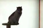 Missglückter Sprung einer Katze