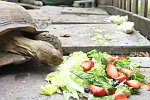 Schildkröte frisst im Zeitraffer