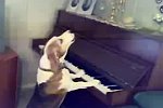 Hund spielt Klavier und singt