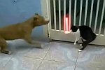 Katze verteidigt sich mit Lichtschwertern