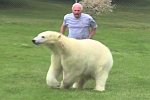 Baden mit einem Eisbären