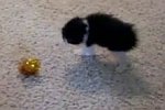 Kleine Katze imitiert einen Ball