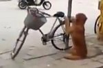Fahrrad-Wachhund