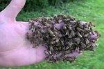 Hand in einem Bienennest