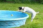 Hund holt seinen Ball aus dem Wasser