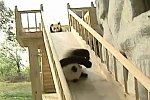 Pandas spielen auf einer Rutsche