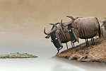 Wildebeest