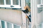 Katzen auf einem Balkon