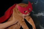 Super Cat