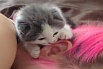 Kleines Kätzchen knabbert am Ohr