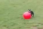 Hund spielt mit einem Ball