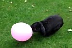 Kaninchen liebt einen Luftballon