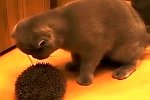 Katze benutzt Igel als Bürste