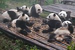 Pandas beim Fressen