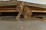 Katzen gegen Laser