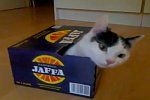 Katze in einer Kiste