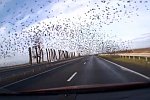 Fahrt durch einen Vogelschwarm