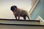 Mops geht eine Treppe hoch