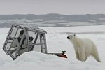 Begegnung mit einem Eisbären