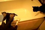 Hund schubst Katze in eine Badewanne
