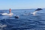 Surfen mit Delfinen