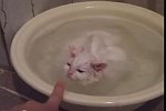 Katze nimmt ein warmes Bad